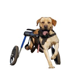 HANDICAPPED PETS Walkin' Wheels Rollwagen für Hunde